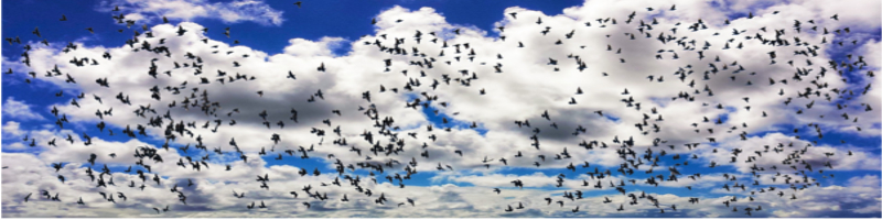 【女性医師限定】結婚情報サービス情報サイト